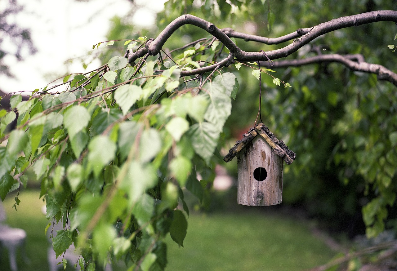 How to Attract Birds to Your Garden